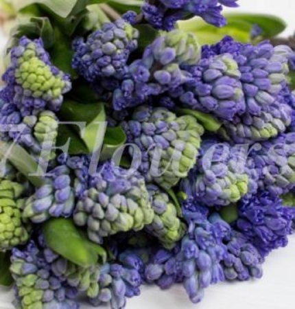 №1520 - Гиацинты в пачке (25 шт) - фото 777flowers