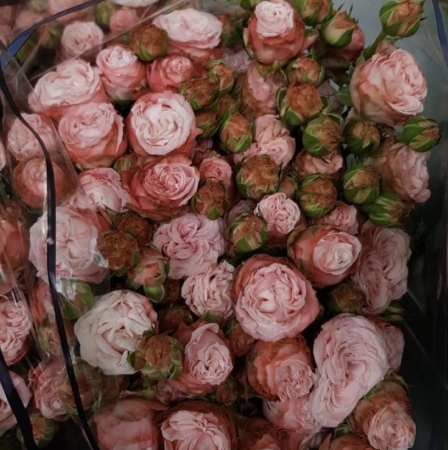 №1549 - Кустовая роза Premium в ассортименте. Заказ от 9 шт. - фото 777flowers