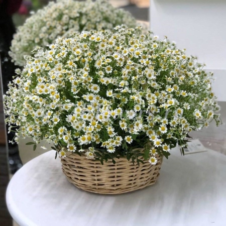 №4127 - Корзина из 51 ромашки - фото 777flowers
