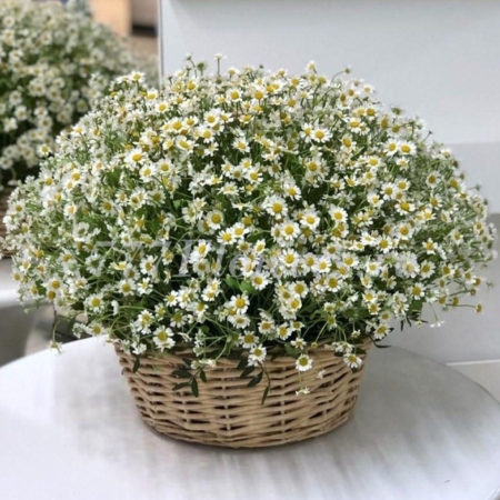 №4127 - Корзина из 51 ромашки - фото 777flowers