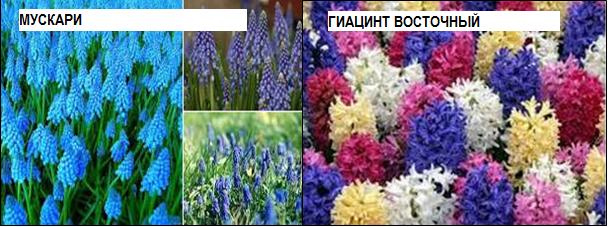 Букеты из гиацинтов