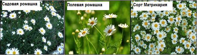 Букет ромашек