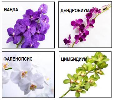 Популярные виды в букетах орхидей